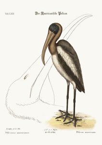 The Wood Pelican, 1749-73